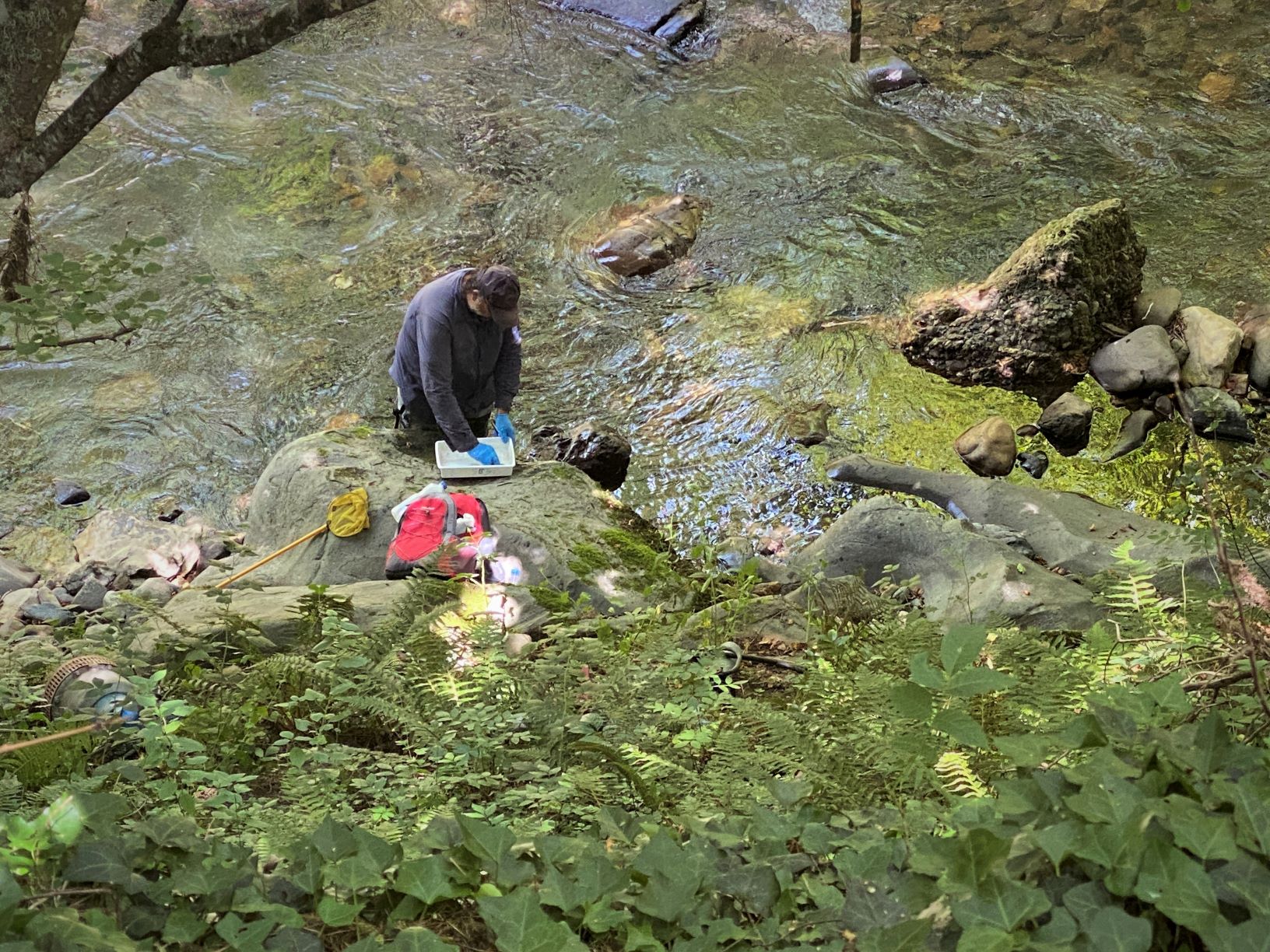 Toma de muestras de ADN ambiental en Picos de Europa