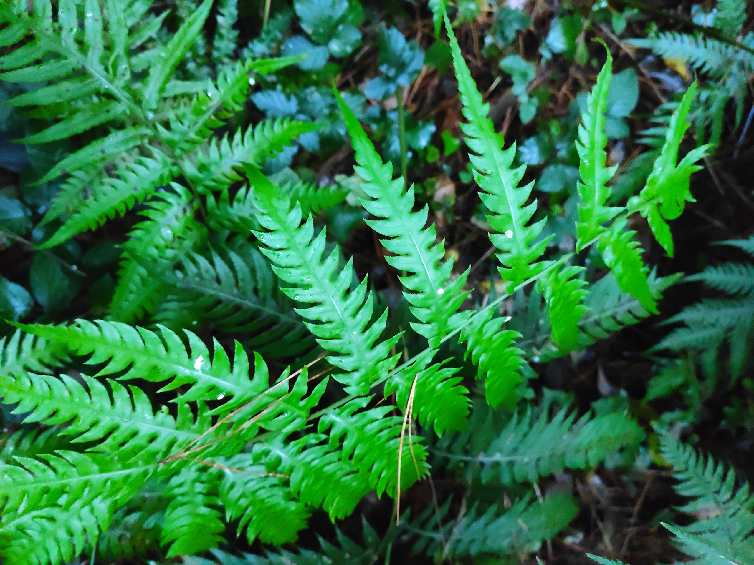 Helecho Woodwardia radicans