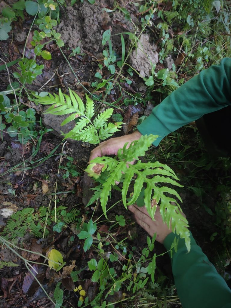 Ejemplar joven de Woodwardia radicans