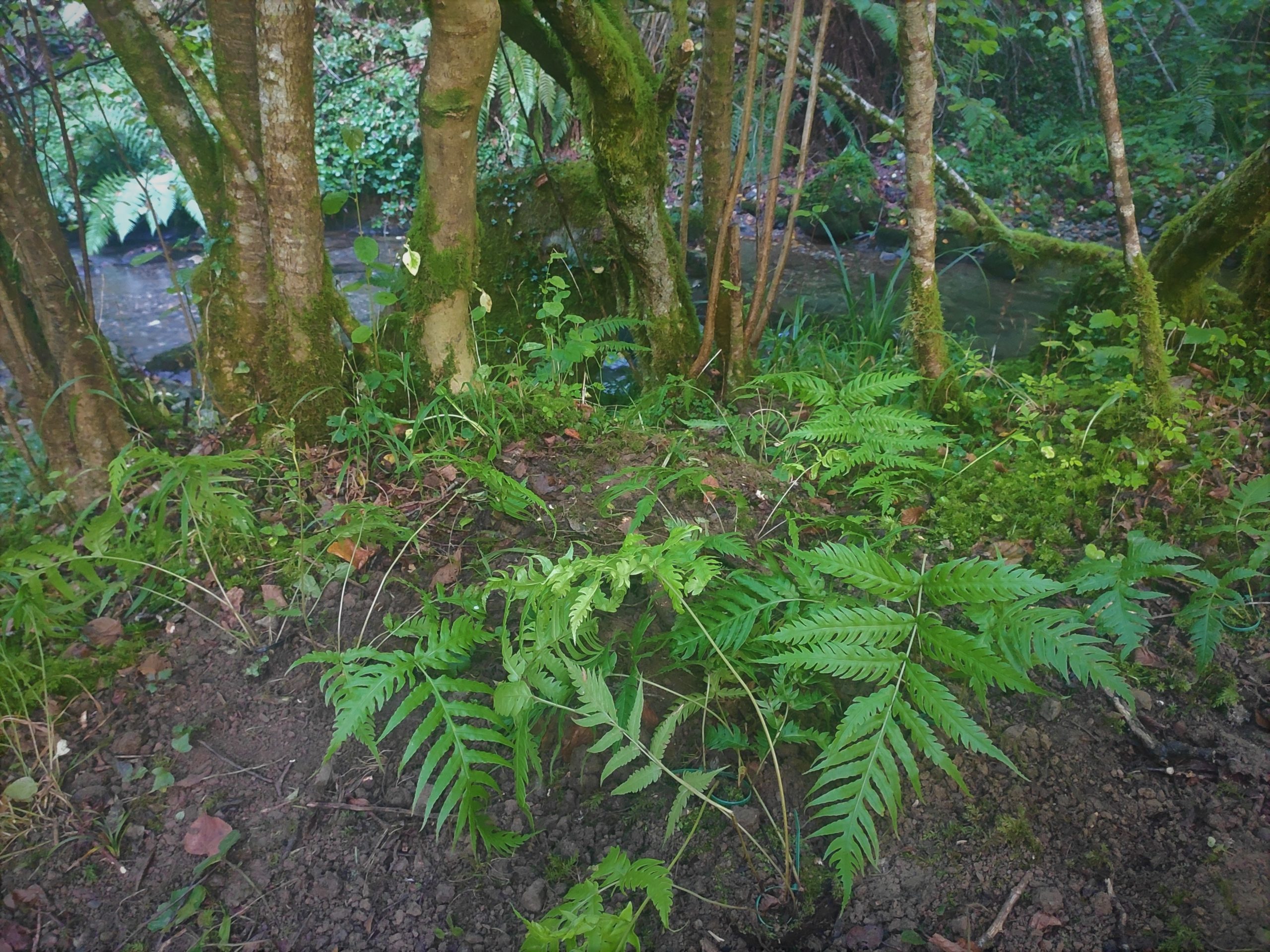 Bosque de ribera con nuevos ejemplares de Woodwardia radicans