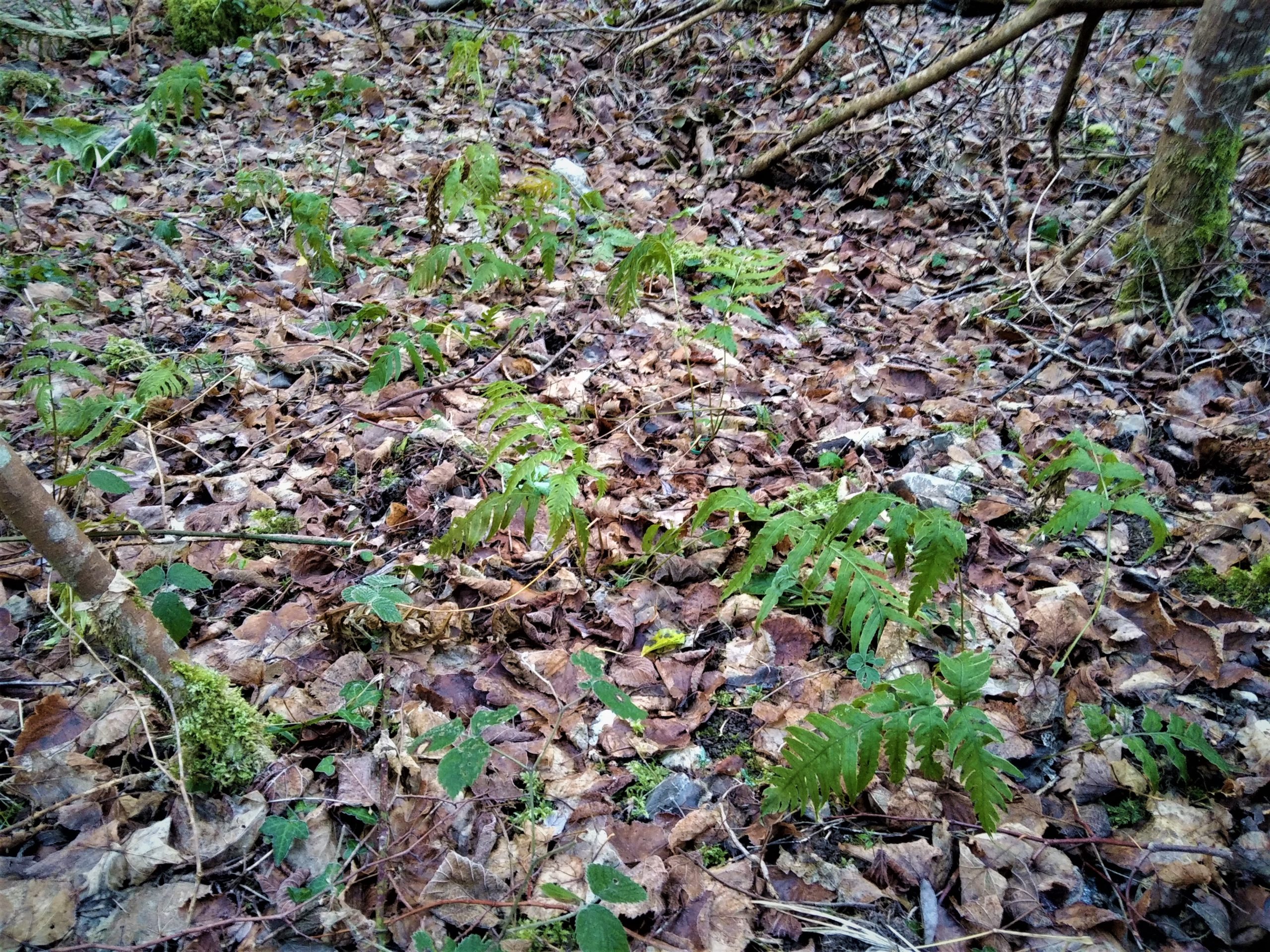 Estado natural de nueva colonia del helecho Woodwardia radicans en enero 2022