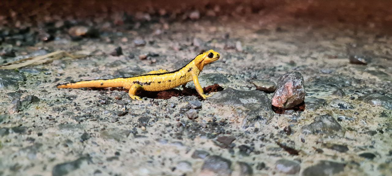 Salamandra común_Foto David Vieites