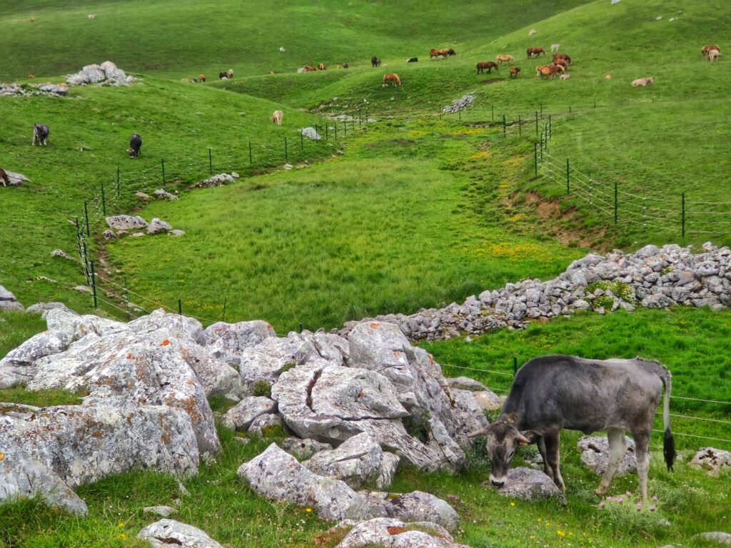 Ganado alrededor del vallado eléctrico instalado en los humedales de Las Salgardas. Puertos de Áliva. Camaleño. Cantabria. LIFE DIVAQUA